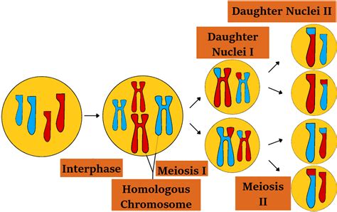 how many replicated chromosomes are in the original cell|dna replication during meiosis.